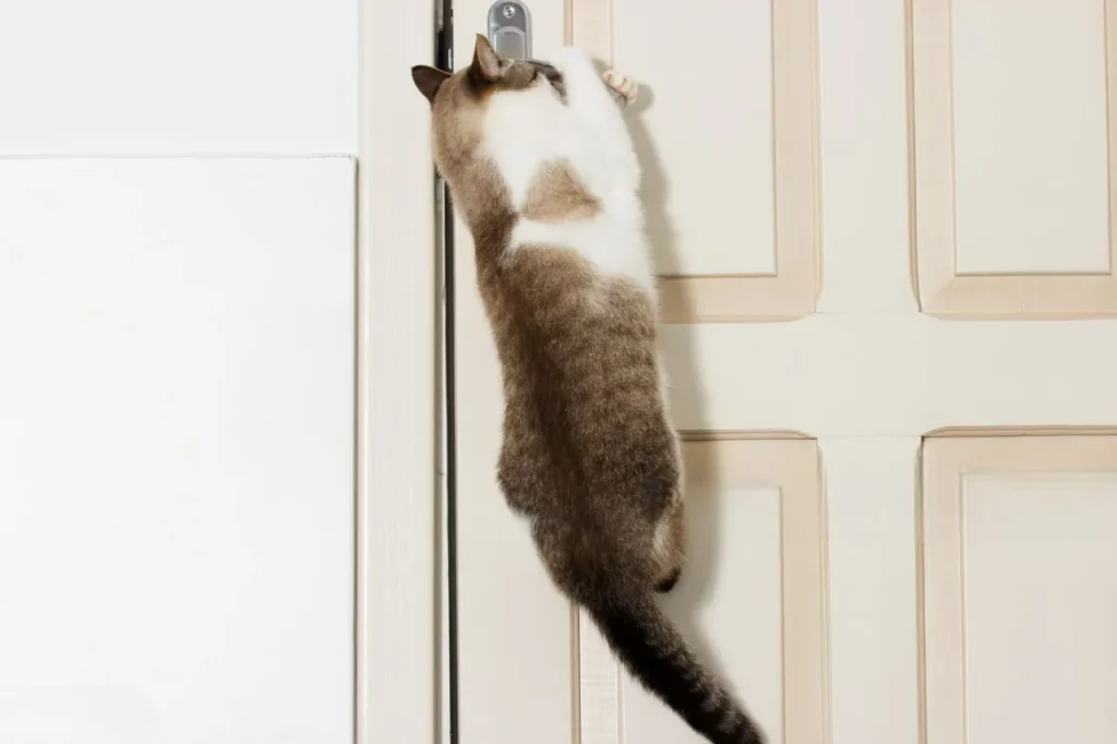 25 curiosidades más sobre los gatos – Parte 4 9 gato abriendo puerta Photoroom 11zon gato-abriendo-puerta