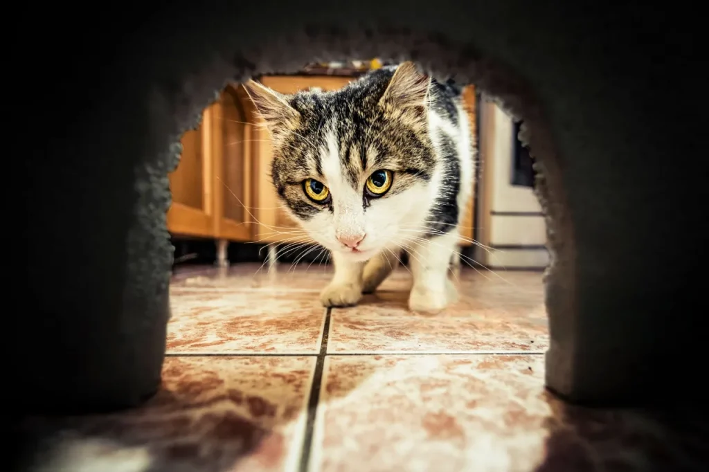 🐾 25 curiosidades más sobre los gatos – Parte 3 7 gato agujero Photoroom 11zon gato-agujero