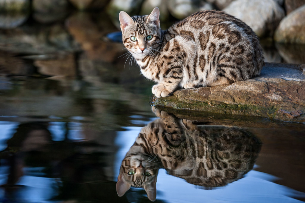 25 curiosidades más sobre los gatos - Parte 2 7 gato bengali agua Photoroom gato-bengali