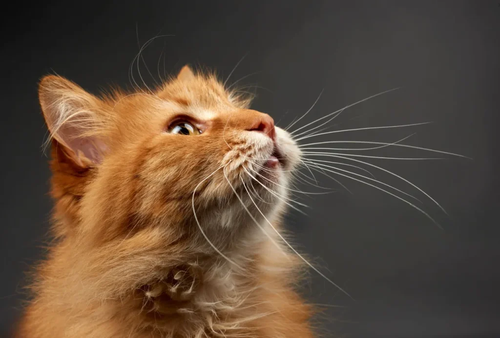 25 curiosidades más sobre los gatos - Parte 2 2 gato bigotes Photoroom 11zon gato bigotes Photoroom 11zon gato bigotes Photoroom 11zon