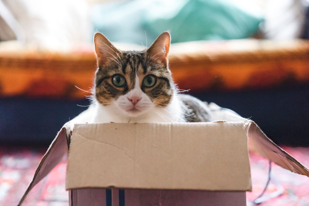 25 curiosidades más sobre los gatos - Parte 2 5 gato caja Photoroom gatito-en-una-caja