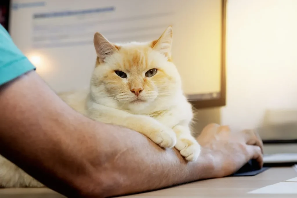 🐱 Cómo Cuidar a un Gato: Los 10 Mejores Consejos para Dueños Primerizos (Guía Completa 2025) 4 gato con dueno Entorno-Seguro-Para-Gatos