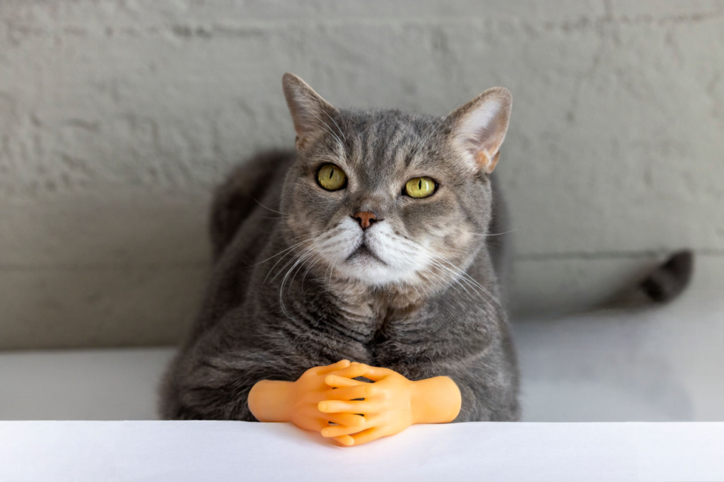 25 curiosidades más sobre los gatos - Parte 2 1 gato con manos curiosidades-sobre-gatos
