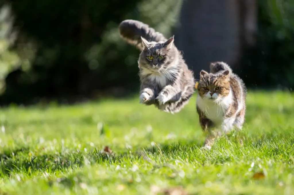 25 curiosidades más sobre los gatos - Parte 2 12 gato corriendo gato-corriendo