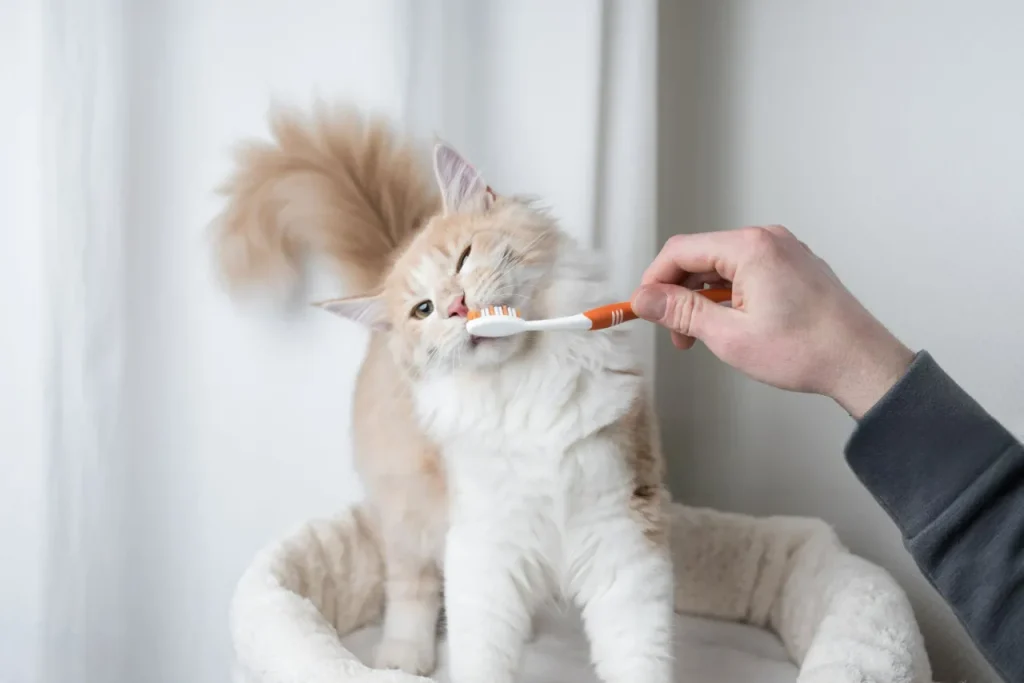 🐾 25 curiosidades más sobre los gatos – Parte 3 9 gato dientes Photoroom 11zon gato-limpiandose-los-dientes