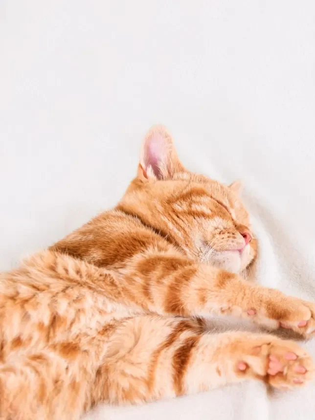 25 curiosidades más sobre los gatos – Parte 4 3 gato durmiendo Photoroom 11zon 1 edited gato-durmiendo