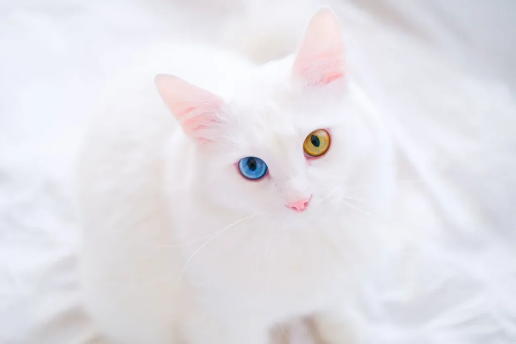 25 curiosidades más sobre los gatos - Parte 2 8 gato heterocromia Photoroom gato-heterocromía