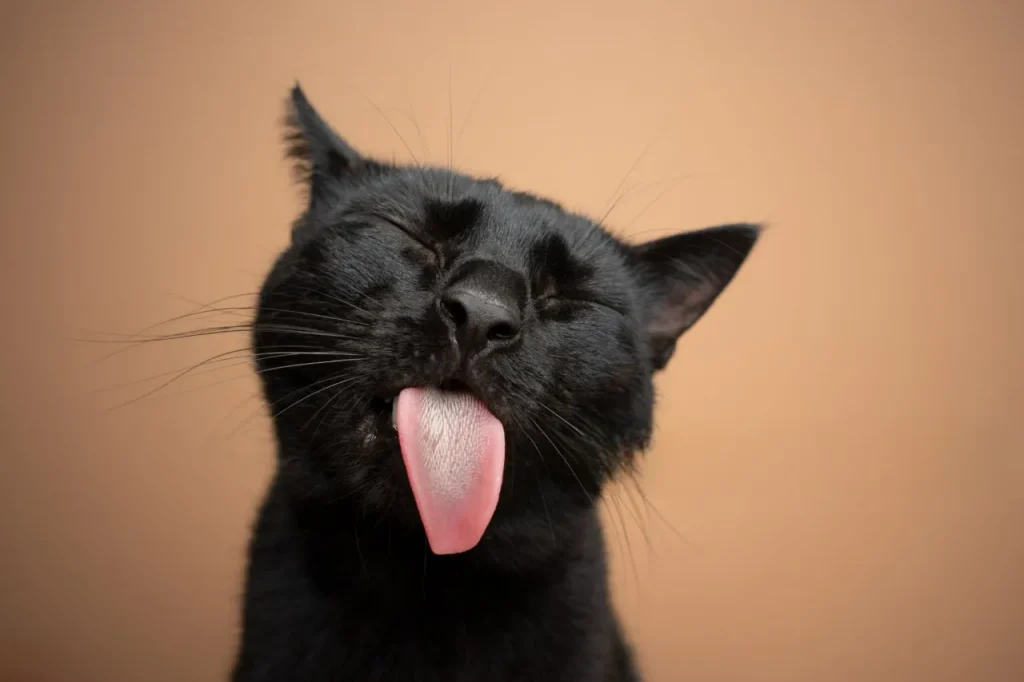🐾 25 curiosidades más sobre los gatos – Parte 3 3 gato lengua Photoroom 11zon gato-lengua