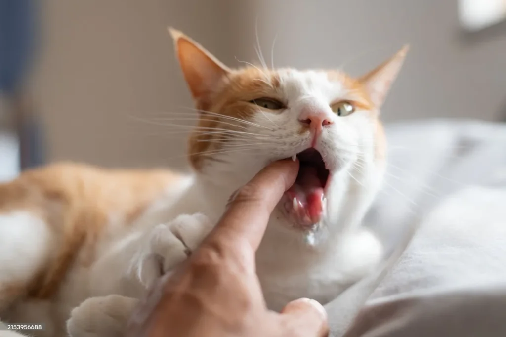 Todo sobre gatos: razas, cuidados, curiosidades y más. 8 gato muerde Photoroom 11zon gato muerde Photoroom 11zon gato muerde Photoroom 11zon