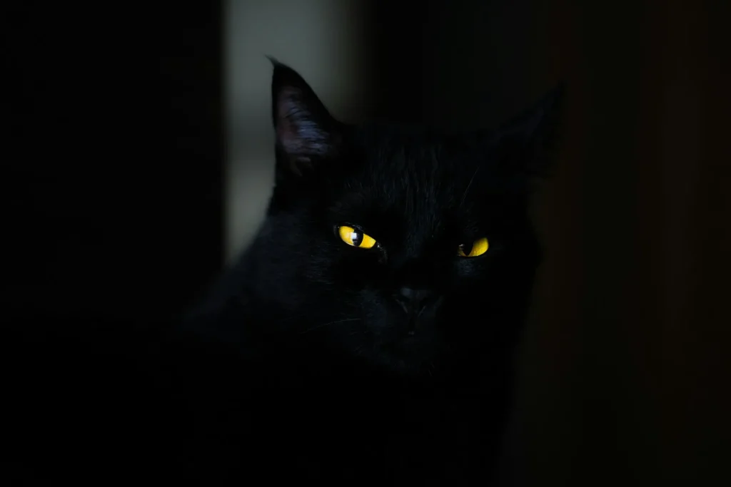 25 curiosidades más sobre los gatos – Parte 4 6 gato oscuridad 11zon gato-negro