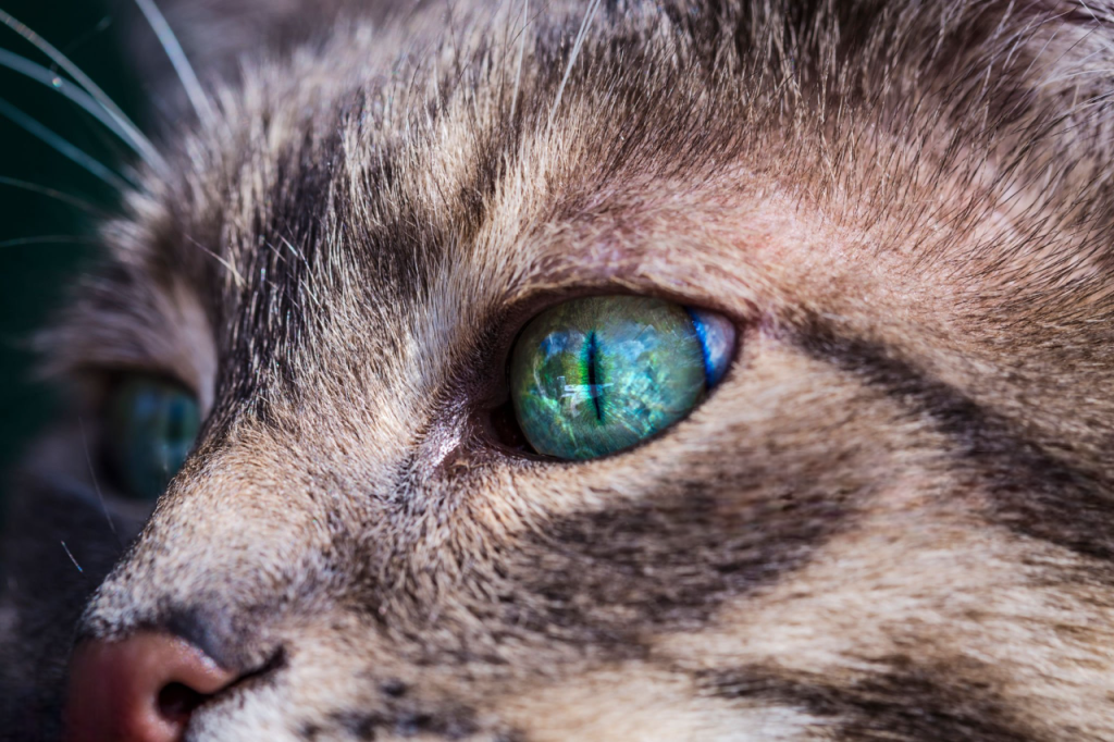 25 curiosidades más sobre los gatos - Parte 2 4 gato parpado Photoroom gato parpado Photoroom gato parpado Photoroom