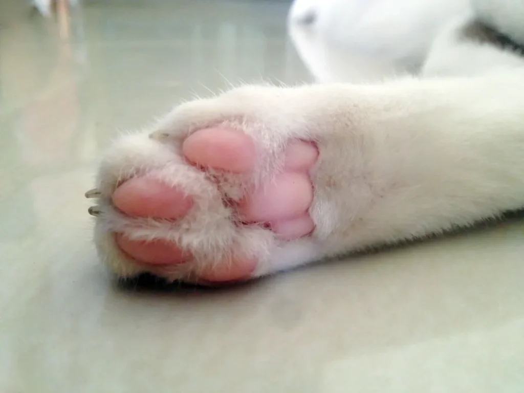 25 curiosidades más sobre los gatos - Parte 2 9 gato polidactilia Photoroom 11zon gato-polidactilia