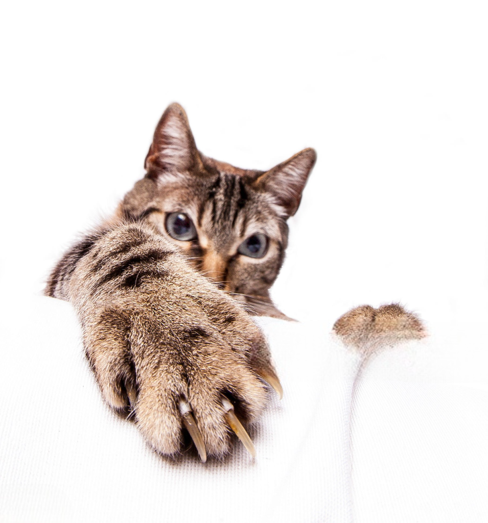 25 curiosidades más sobre los gatos - Parte 2 3 gato unas Photoroom gato unas Photoroom gato unas Photoroom