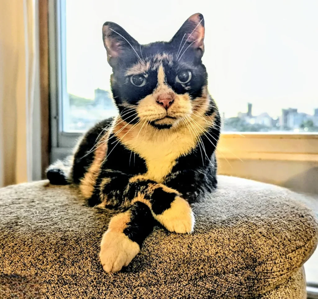 25 curiosidades más sobre los gatos - Parte 2 13 gato viejo gato-viejo