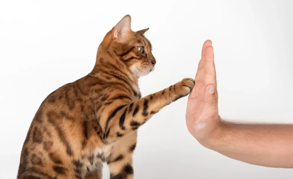 25 curiosidades más sobre los gatos - Parte 2 10 gato zurdo Photoroom 11zon gato-zurdo