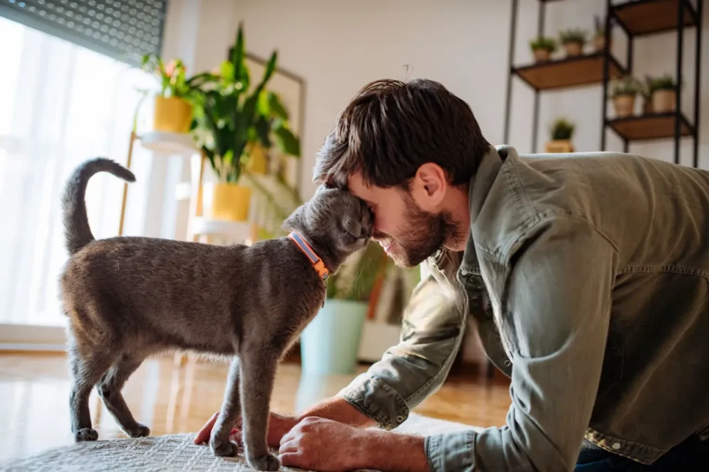🐱 Cómo Cuidar a un Gato: Los 10 Mejores Consejos para Dueños Primerizos (Guía Completa 2025) 6 gatojuntodueno Photoroom Estimulación-Felina