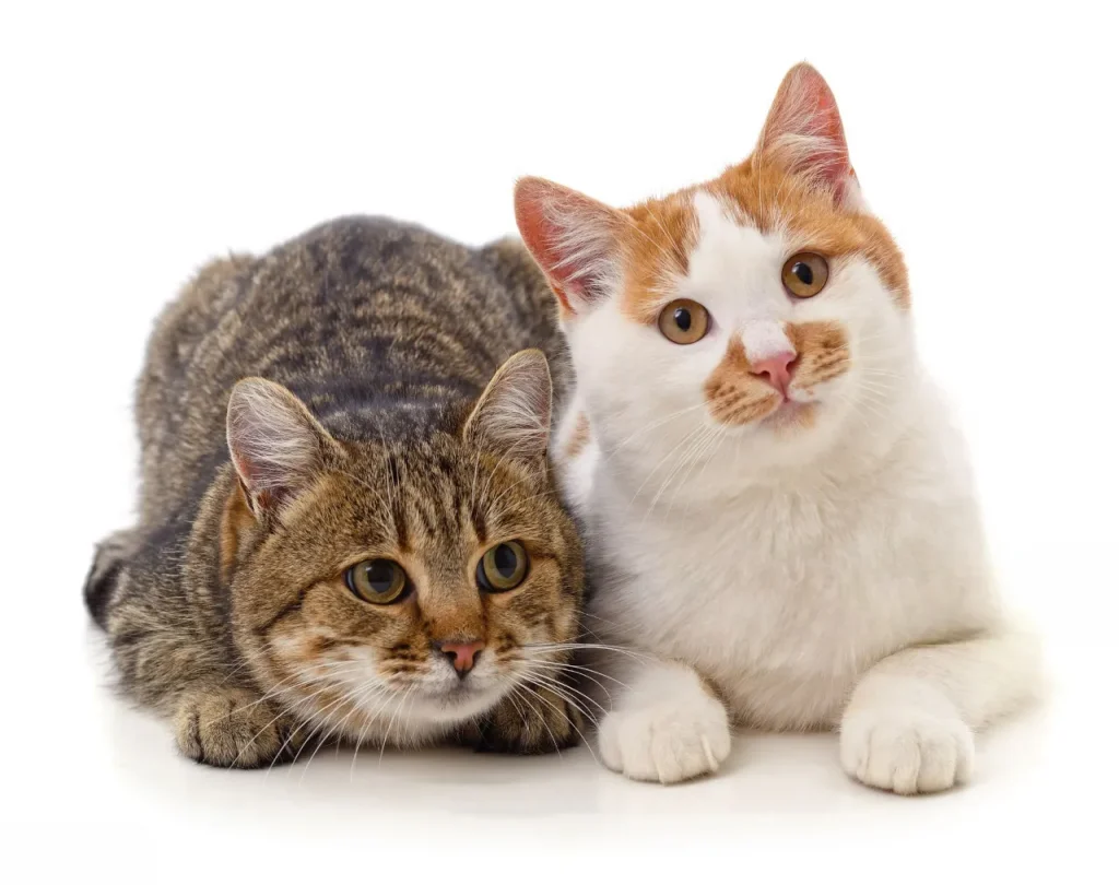 🐾 25 curiosidades más sobre los gatos – Parte 3 5 gatos distintos Photoroom 11zon gatos-juntos