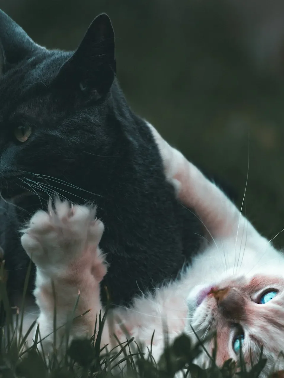 25 curiosidades más sobre los gatos – Parte 4 12 gatos distintos 11zon edited gatos-distintos