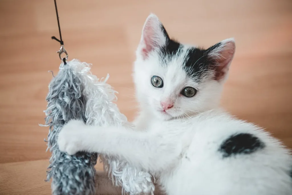 🐱 Cómo Cuidar a un Gato: Los 10 Mejores Consejos para Dueños Primerizos (Guía Completa 2025) 5 juguetes para gatos Juguetes-Para-Gatos