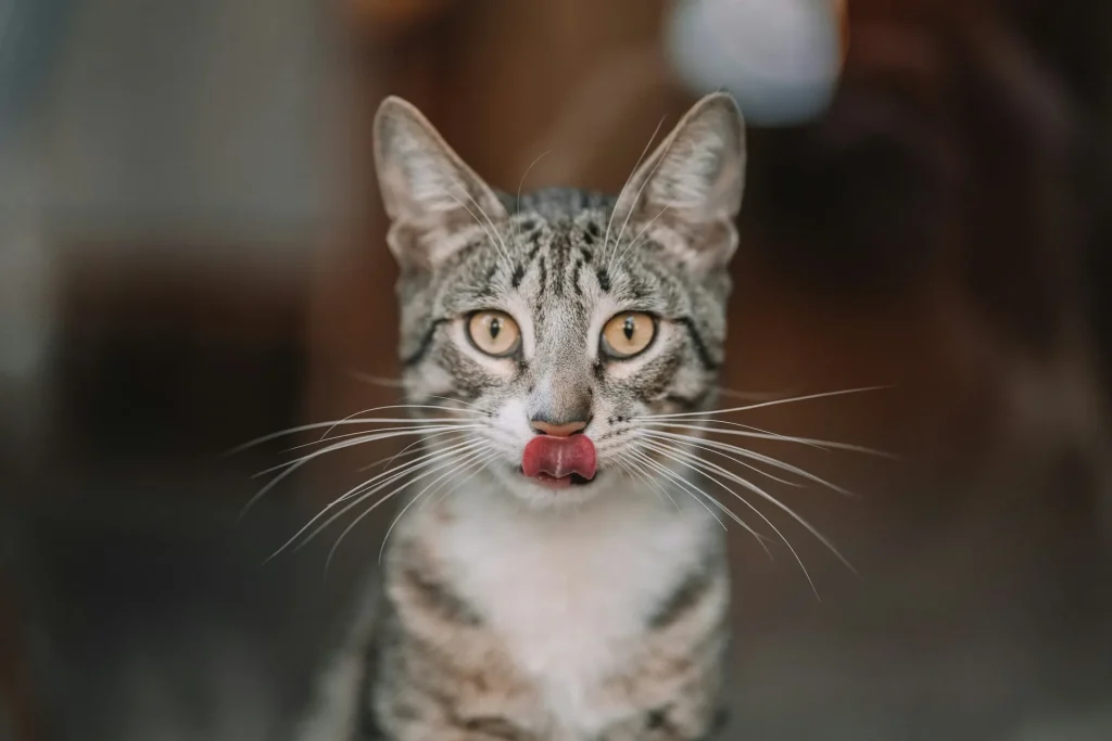 25 curiosidades más sobre los gatos – Parte 4 5 lengua de gato 11zon lengua-de-gato