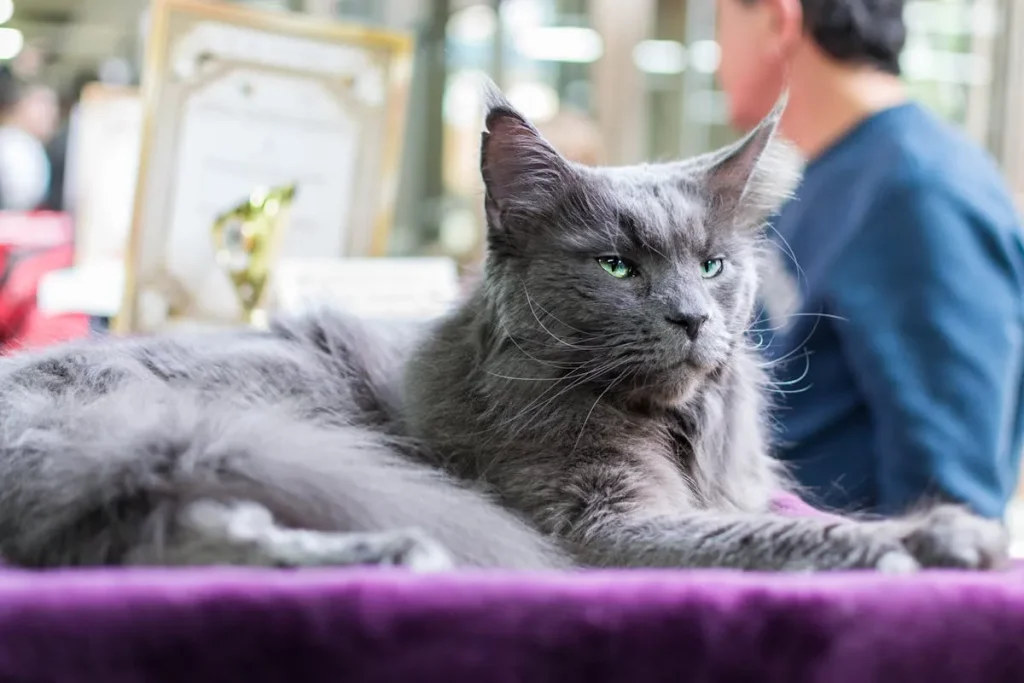 Cuidados del Maine Coon: Guía completa para Mantener Sano a tu Gato Gigante 4 maine coon3 Gato-Maine-Coon