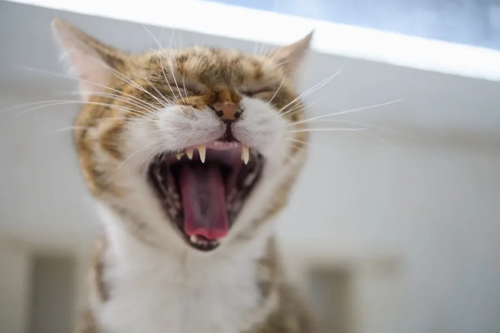 Porque mi gato me muerde cuando lo acaricio 1 mi gato me muerde 1 porque mi gato me muerde