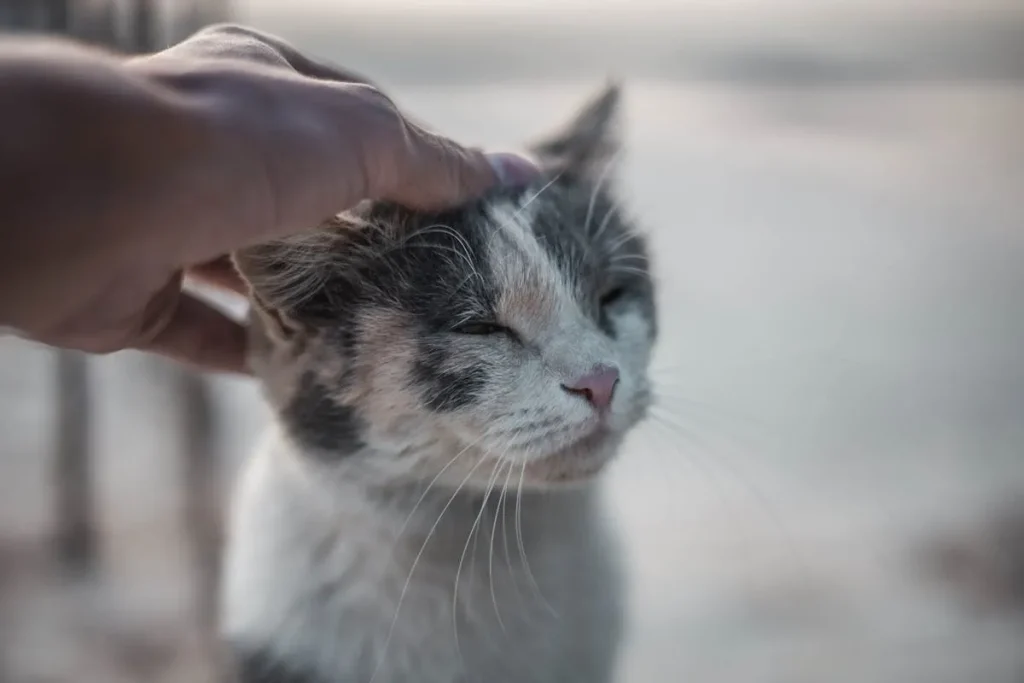 Porque mi gato me muerde cuando lo acaricio 2 mi gato me muerde 2 gato acariciando