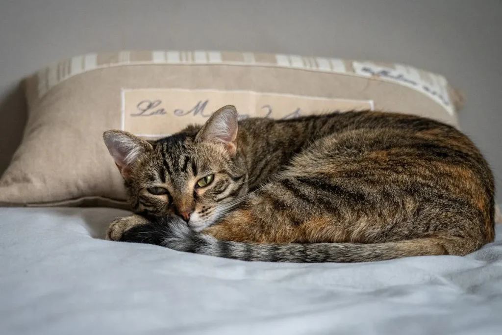 Porque mi gato me muerde cuando lo acaricio 3 mi gato me muerde 3 mi gato muerde