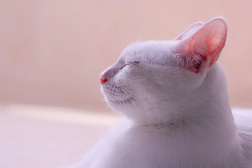 25 curiosidades más sobre los gatos – Parte 4 4 oreja de gato 11zon oreja-de-gato
