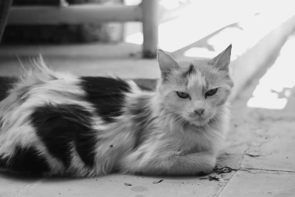 Todo sobre gatos: razas, cuidados, curiosidades y más. 2 parinaz b wKELrLlVz7U unsplash 11zon parinaz b wKELrLlVz7U unsplash 11zon parinaz b wKELrLlVz7U unsplash 11zon